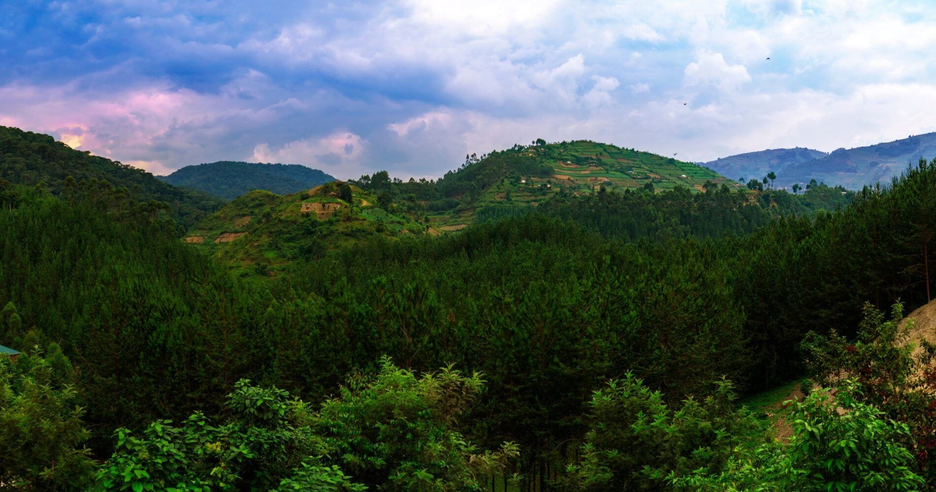 Bwindi-Impenetrable-Forest