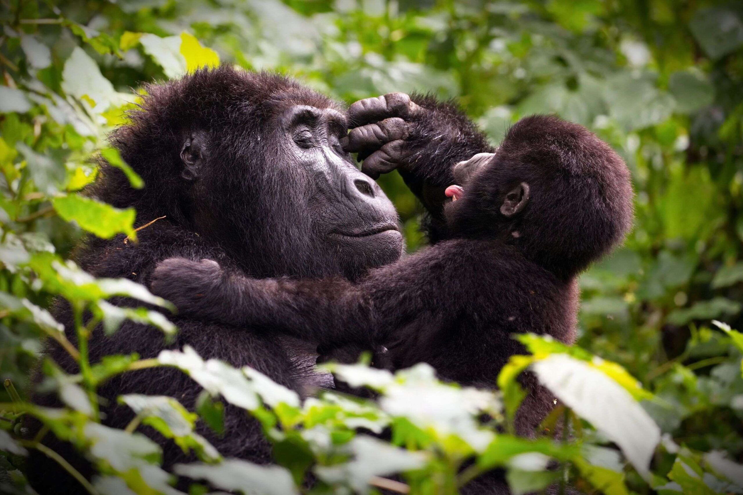 Gorille et son bébé à Bwindi
