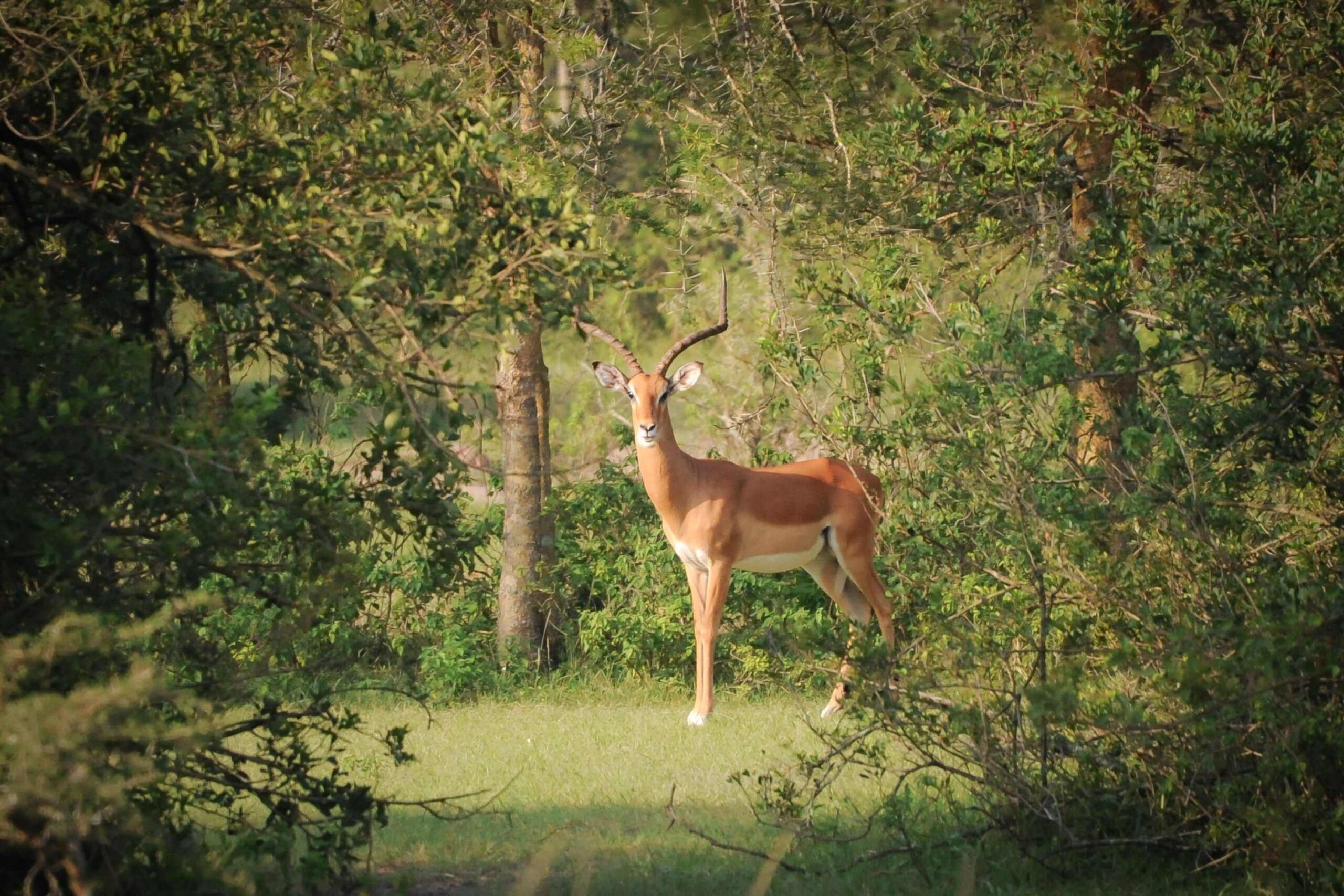 Impala du lac Mburo