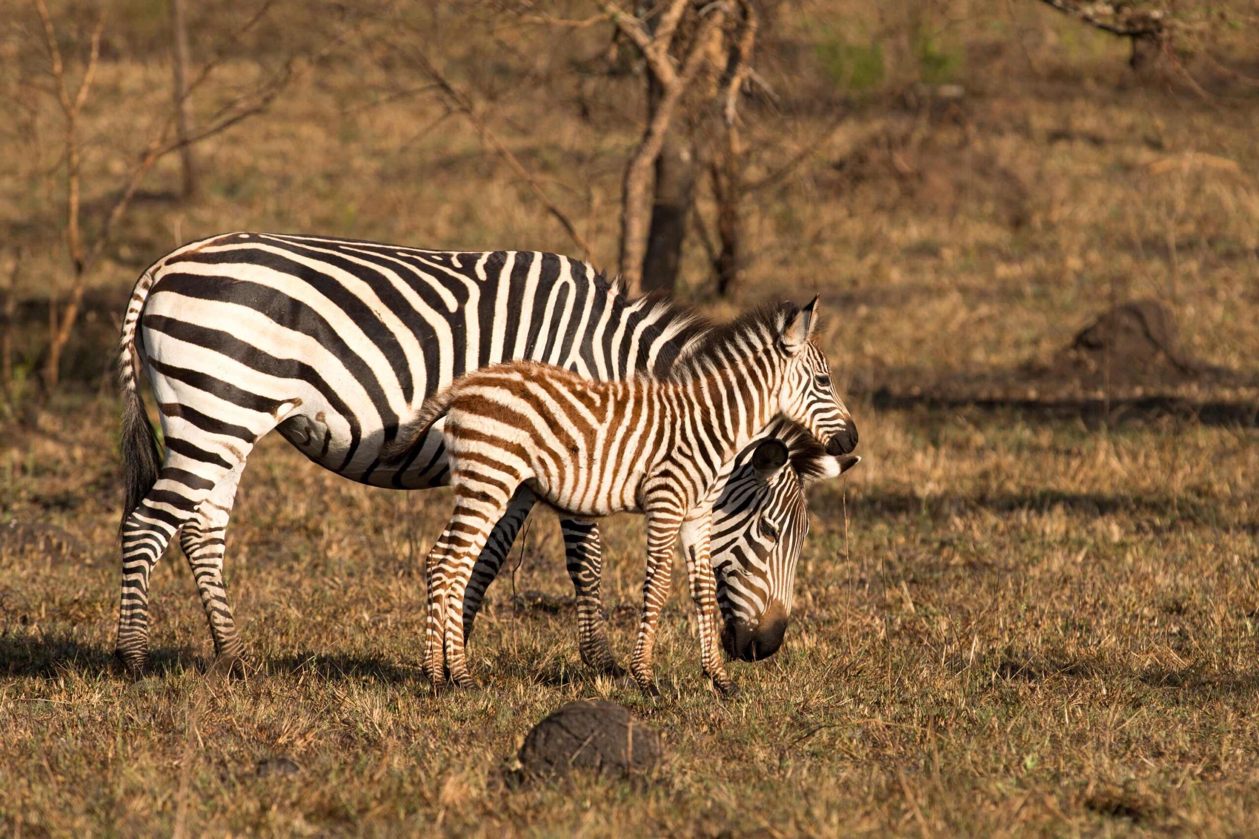 Zèbres du lac Mburo
