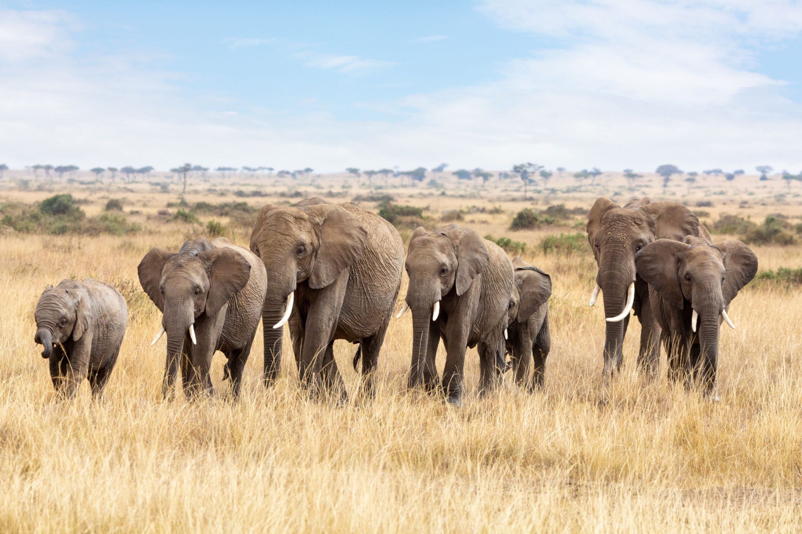 Éléphants du parc Masai Mara