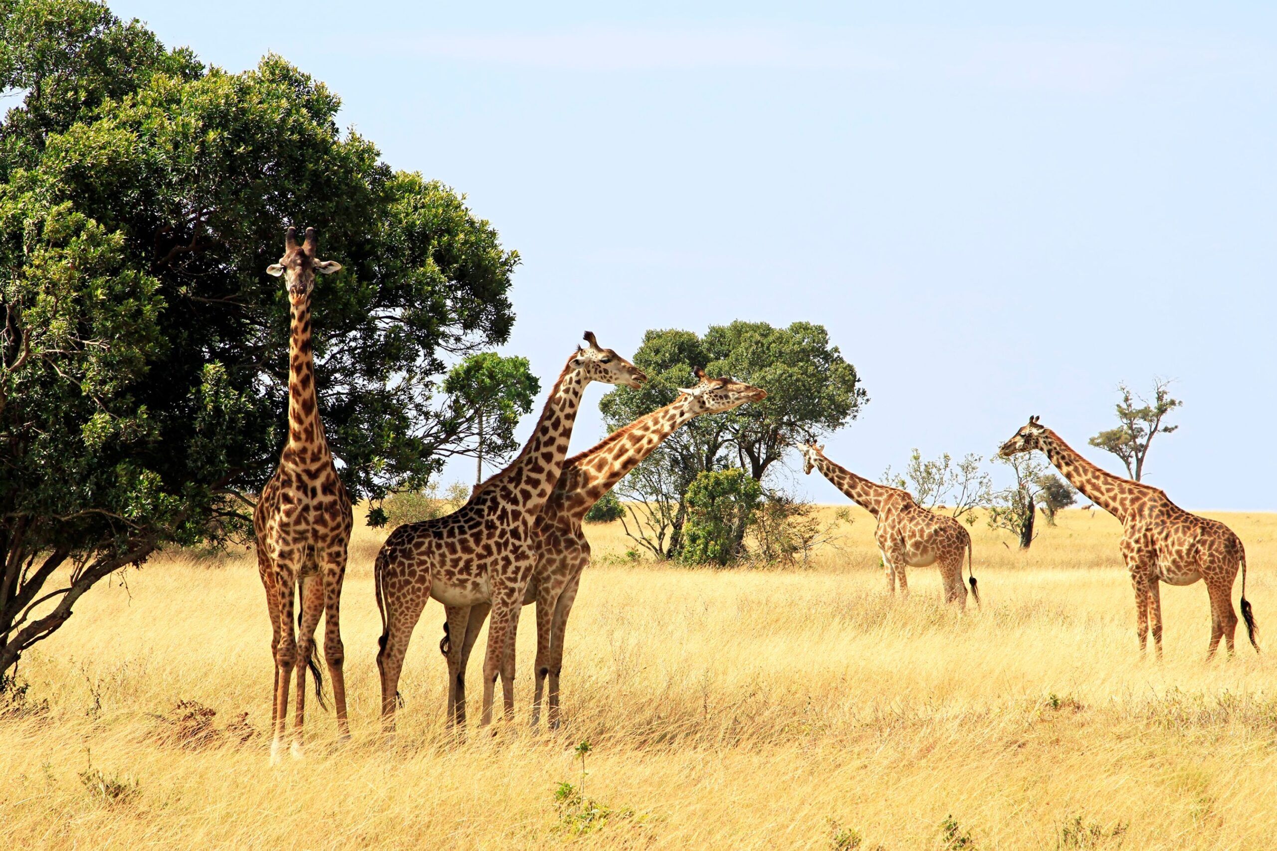 Girafes du Masai Mara
