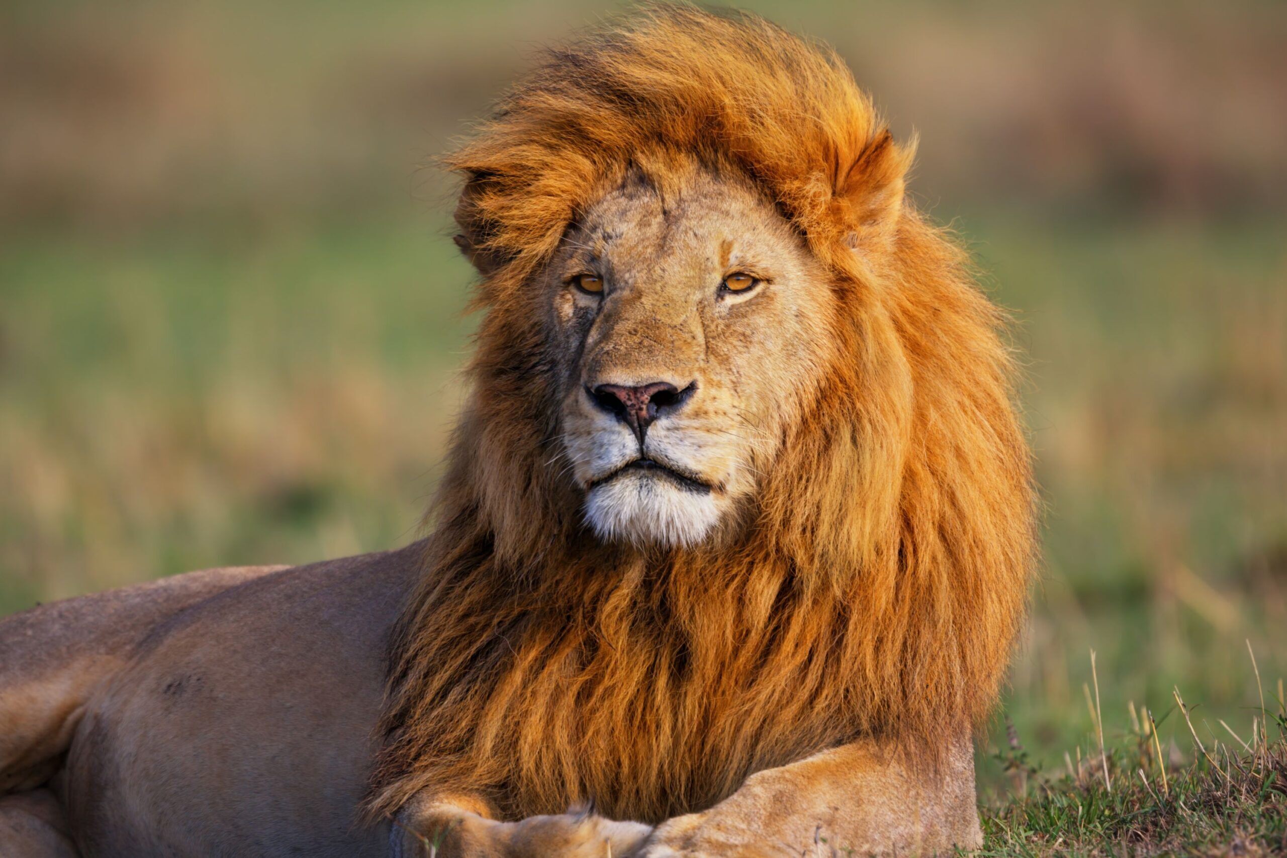 Lion du parc du Masai Mara