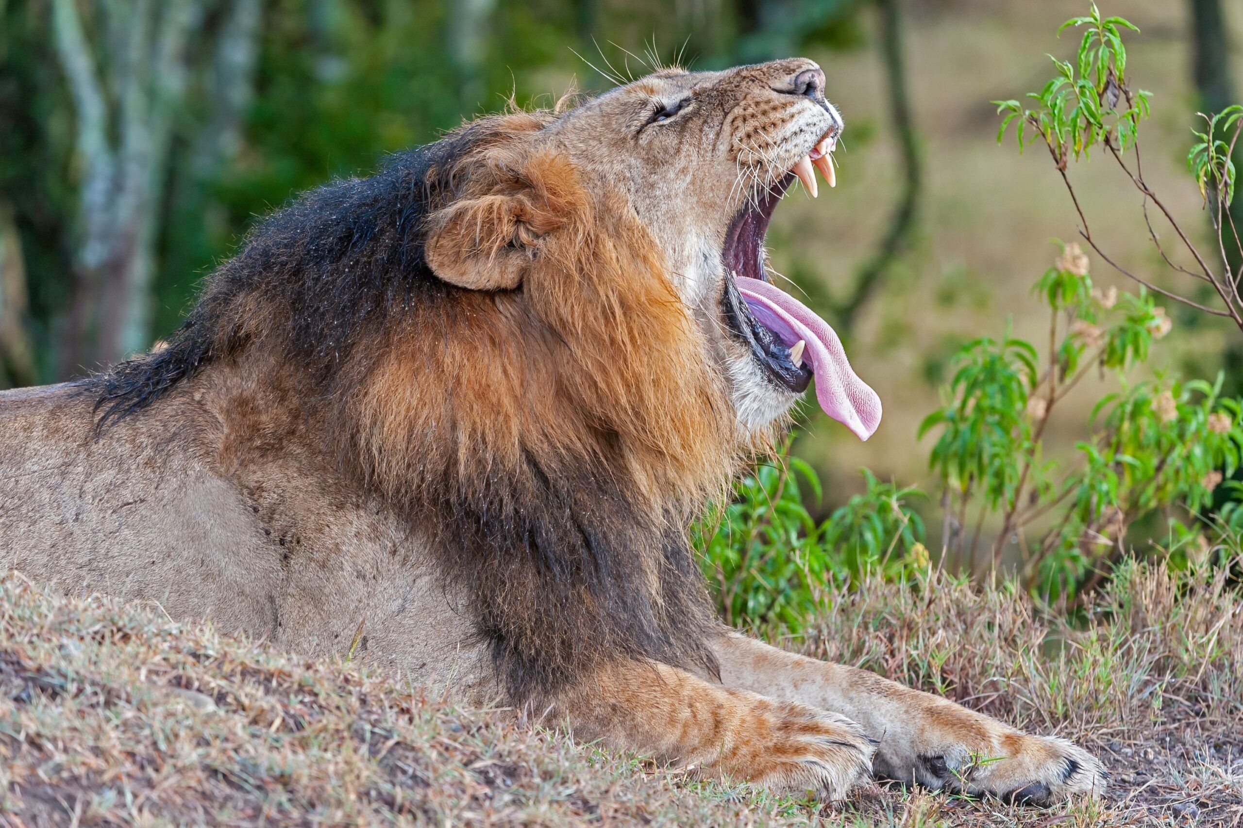 Lion