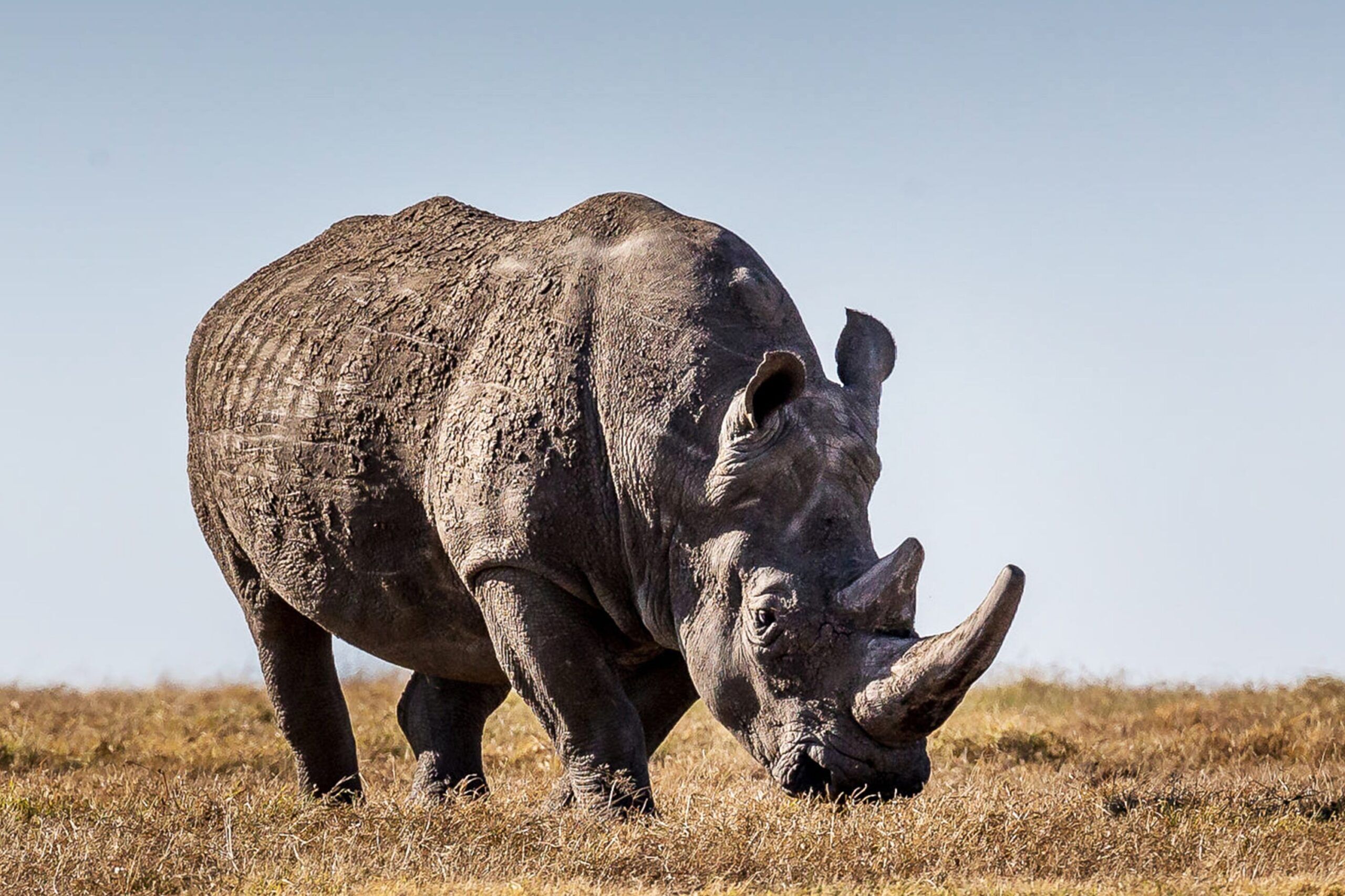 Rhinocéros blanc Ol' Pejeta