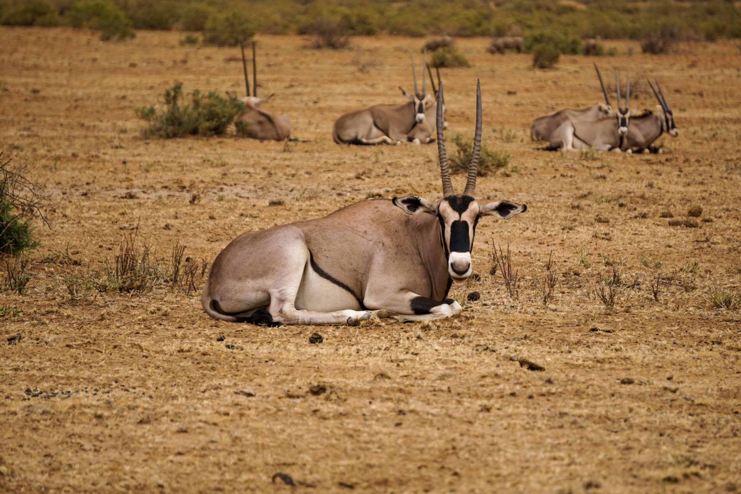 Oryx Samburu lors de 6 jours au Kenya