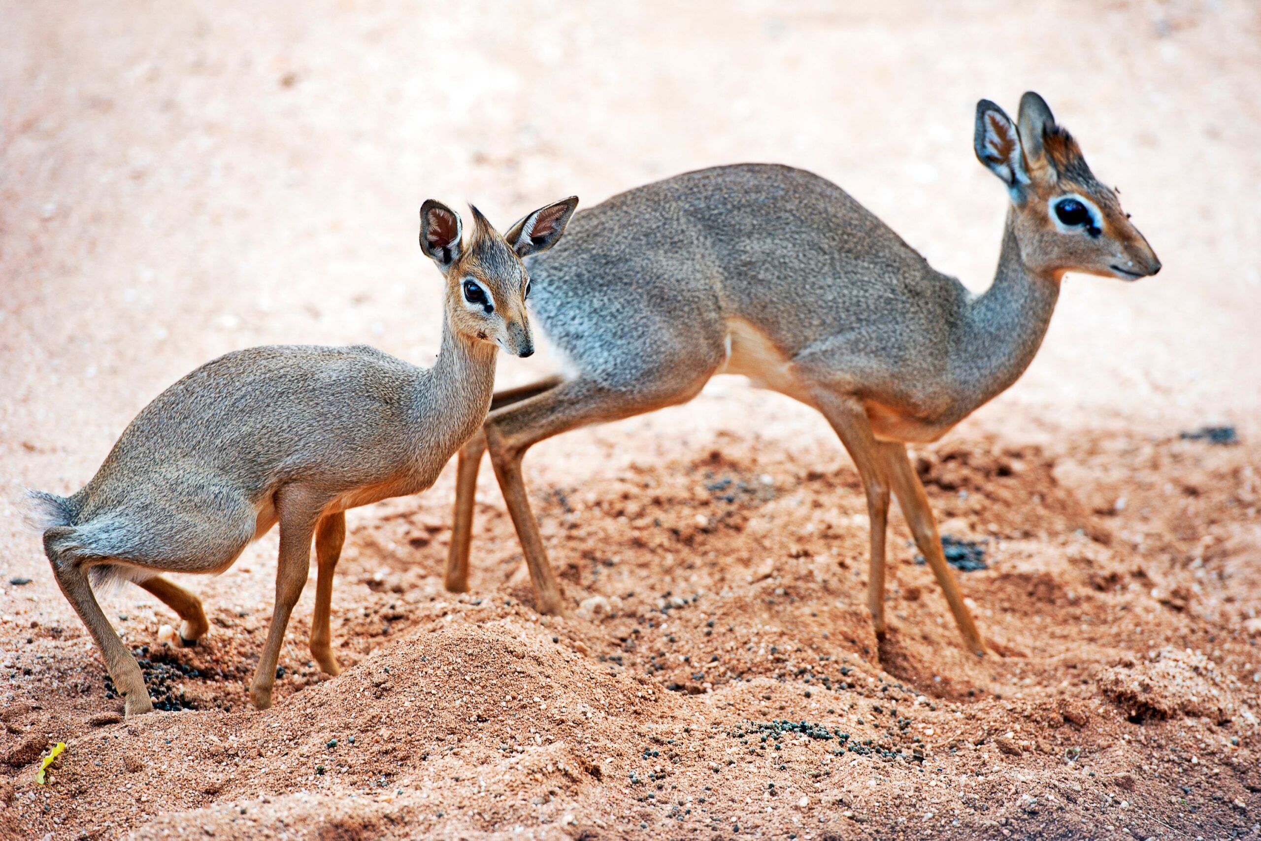 Samburu Dikdik