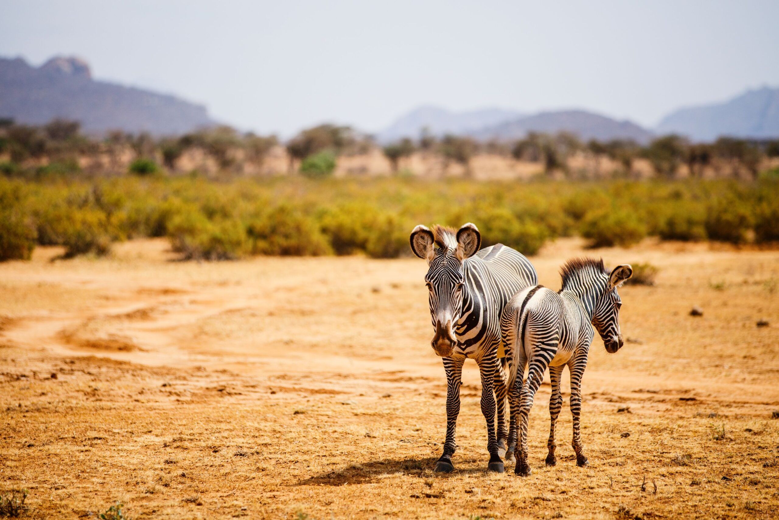 Zèbre Grévy Samburu