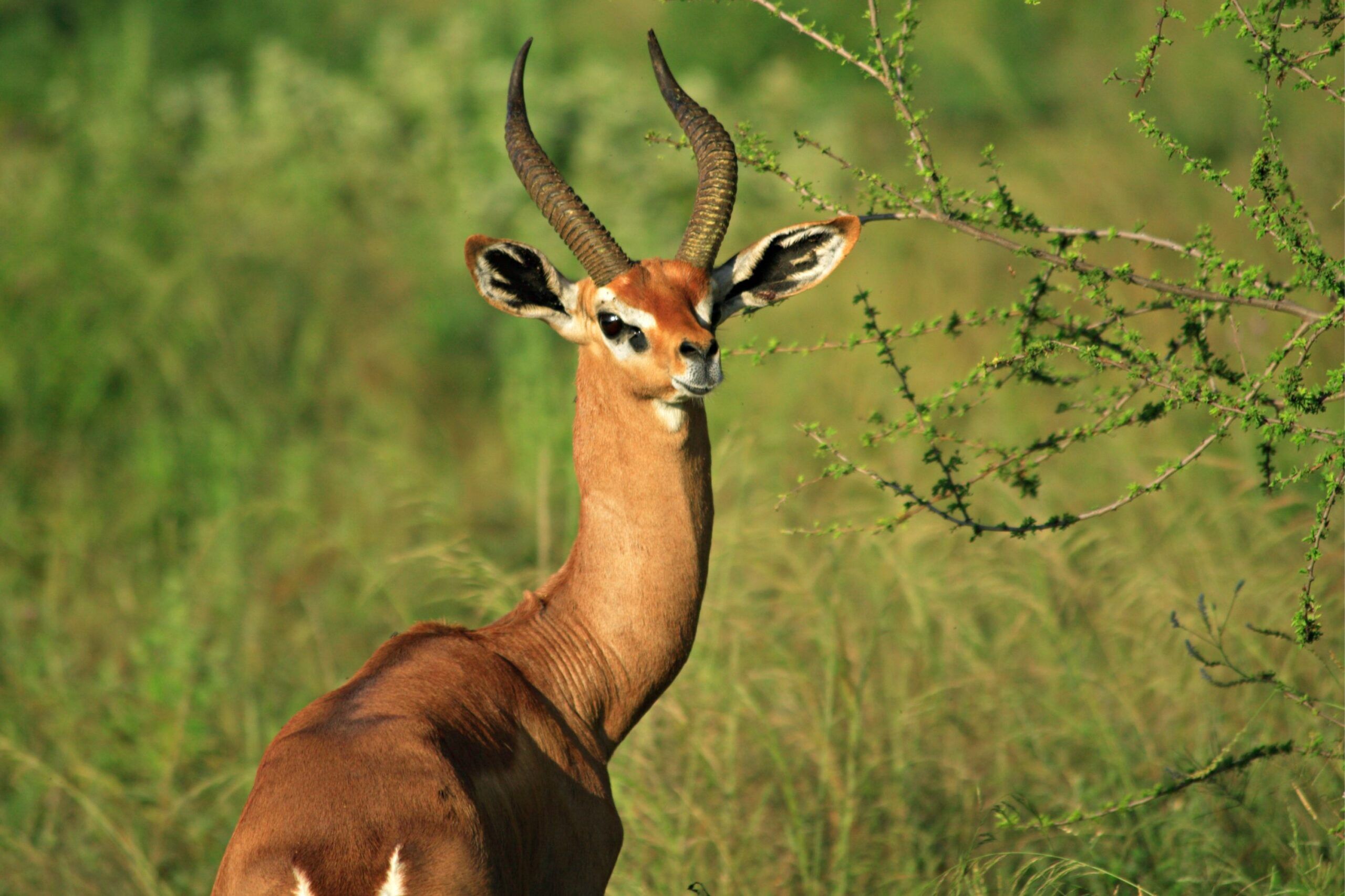 Gazelle de Waller à Tsavo East