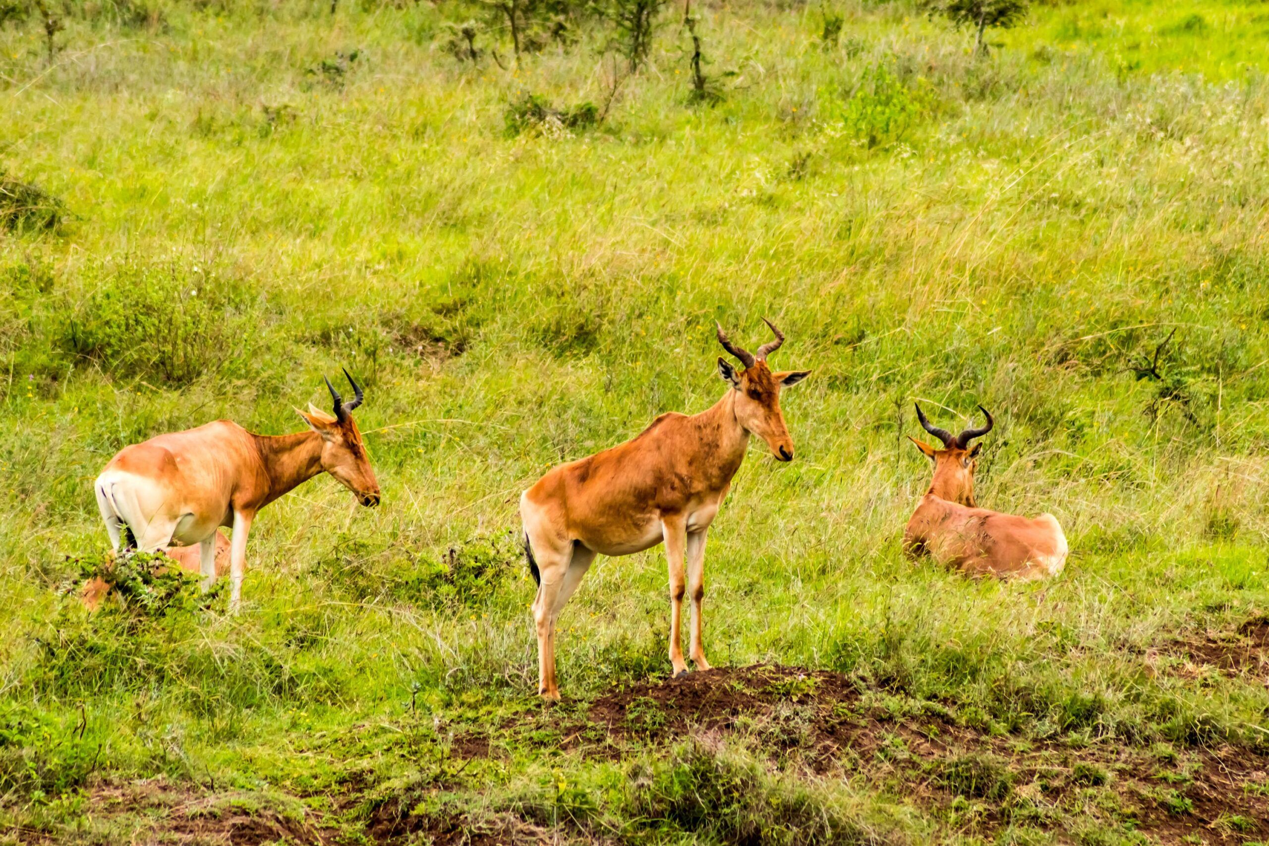 Hirola au parc de Tsavo East