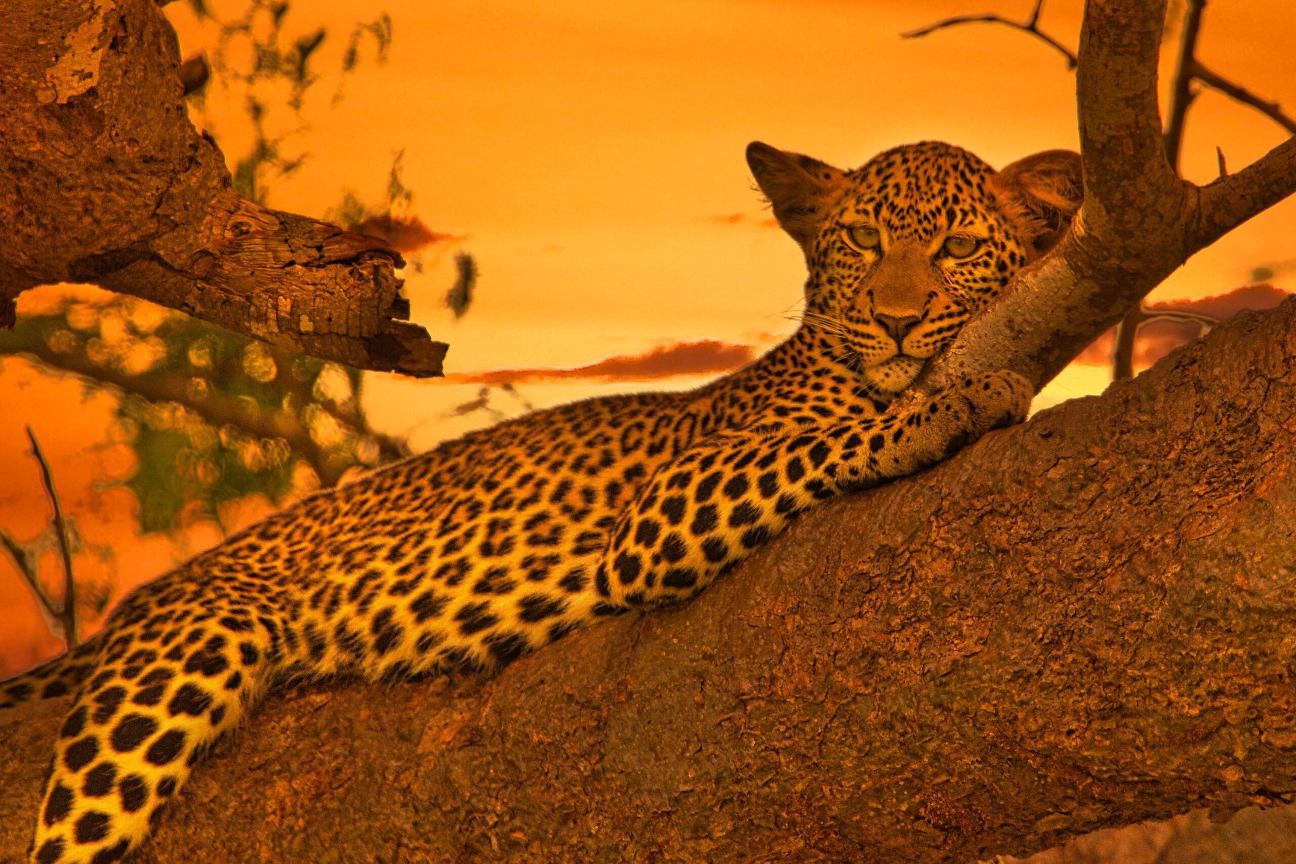 Léopard à Tsavo East