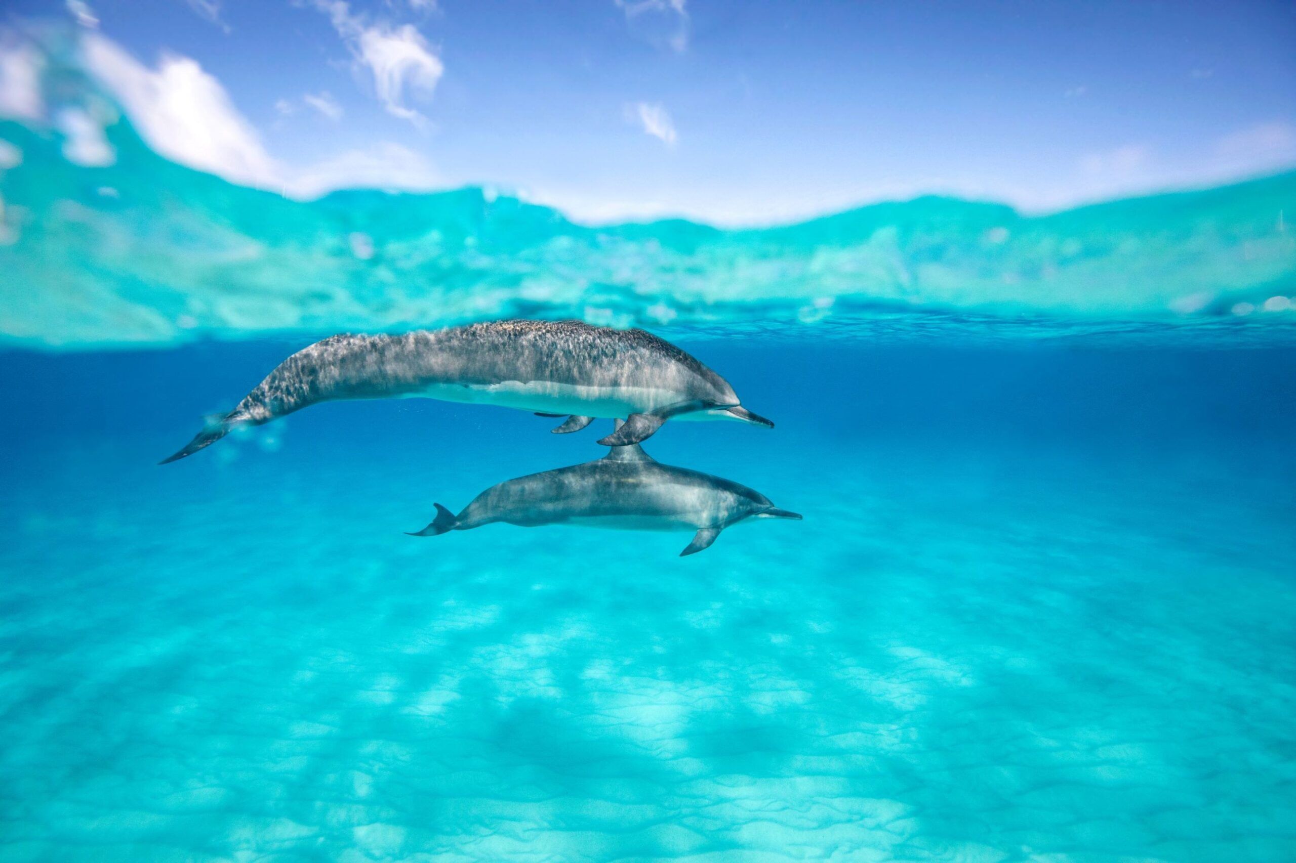 Les dauphins de Diani Beach