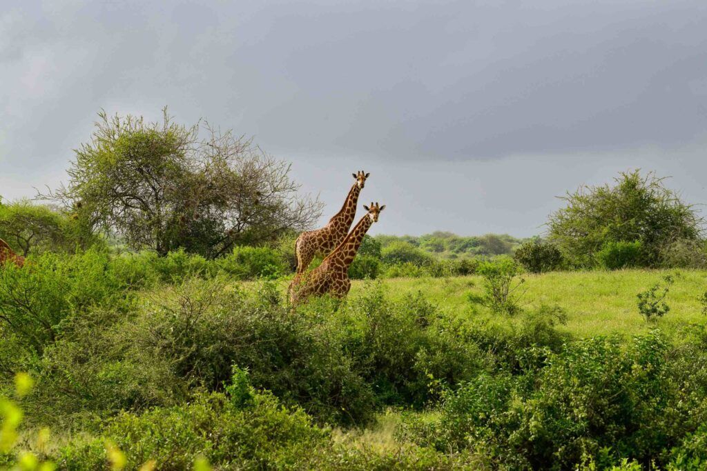 Quand partir au Kenya pour observer les girafes Quand partir au Kenya pour observer les girafes