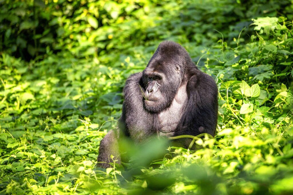 Gorille dos argenté assis dans un environnement verdoyant à Bwindi