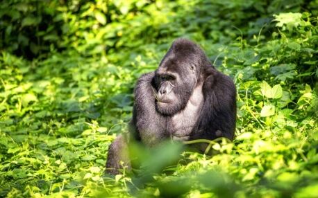Gorille dos argenté assis dans un environnement verdoyant à Bwindi