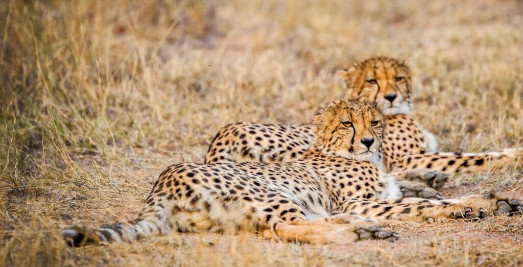 Deux guépards au repos dans la réserve de Khwai au Botswana.
