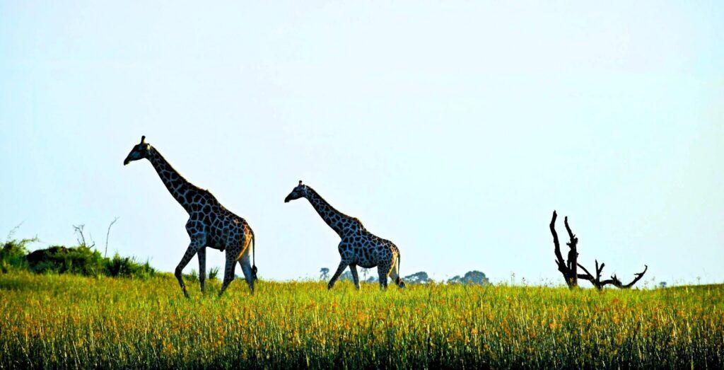 Deux girafes marchant dans les herbes hautes et luxuriantes du Delta de l'Okavango