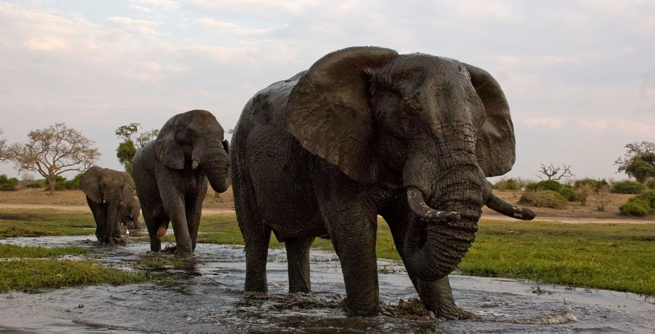 Chobe Riverfront (parc national de Chobe)