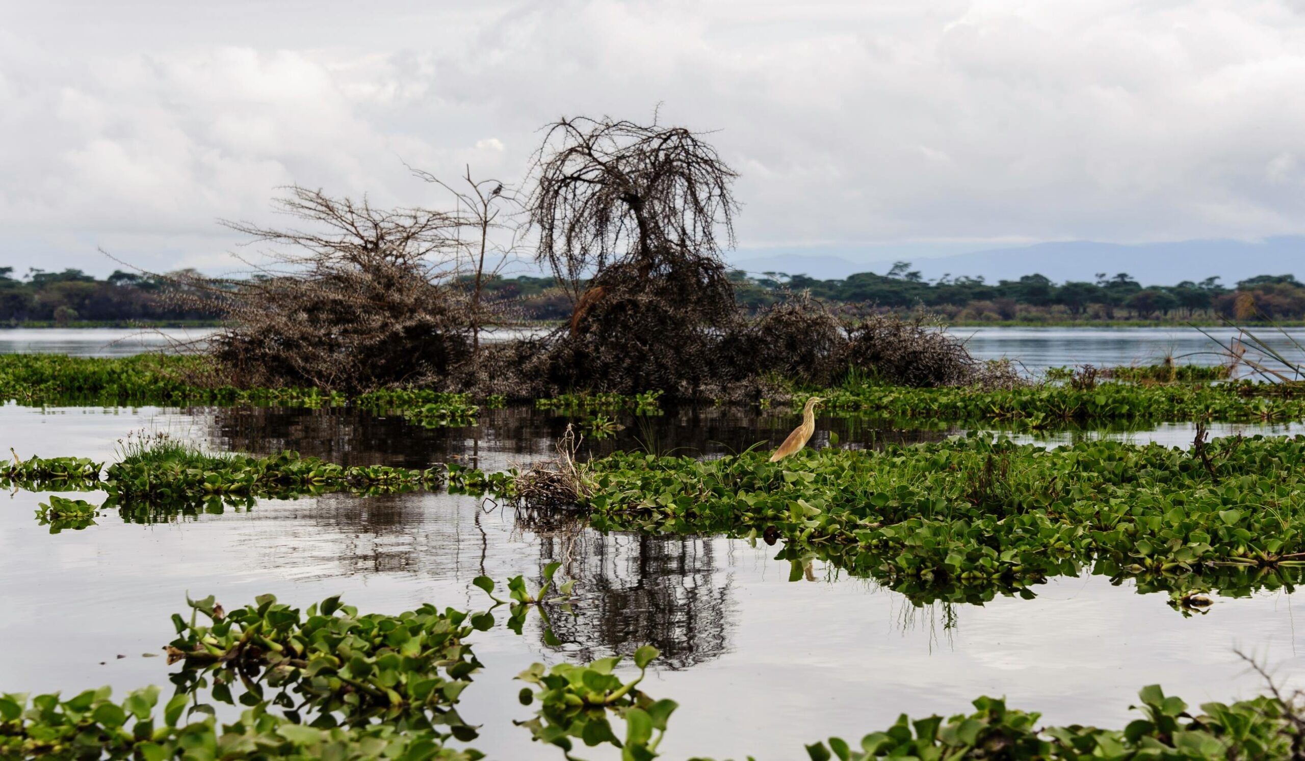 Lac Naivasha