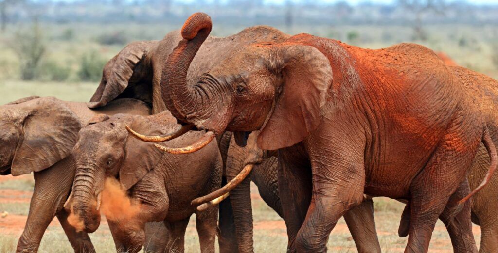 Un troupeau d’éléphants couvert de poussière rouge dans le parc national de Tsavo Est, au Kenya