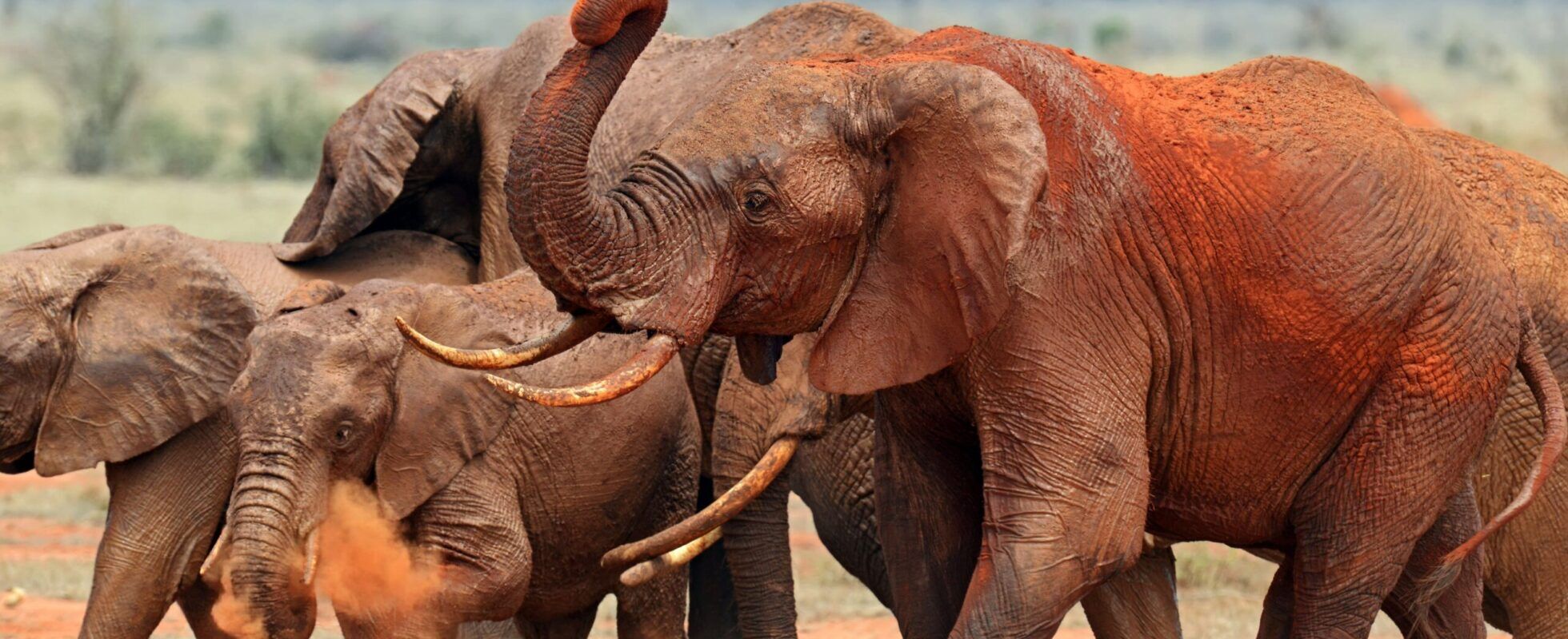 Un troupeau d’éléphants couvert de poussière rouge dans le parc national de Tsavo Est, au Kenya