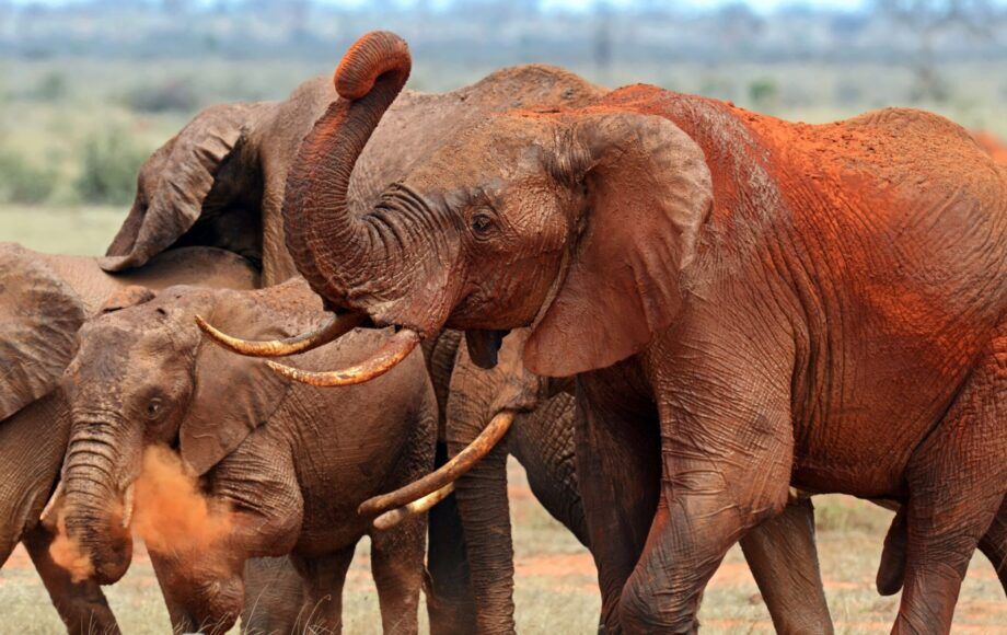 Un troupeau d’éléphants couvert de poussière rouge dans le parc national de Tsavo Est, au Kenya