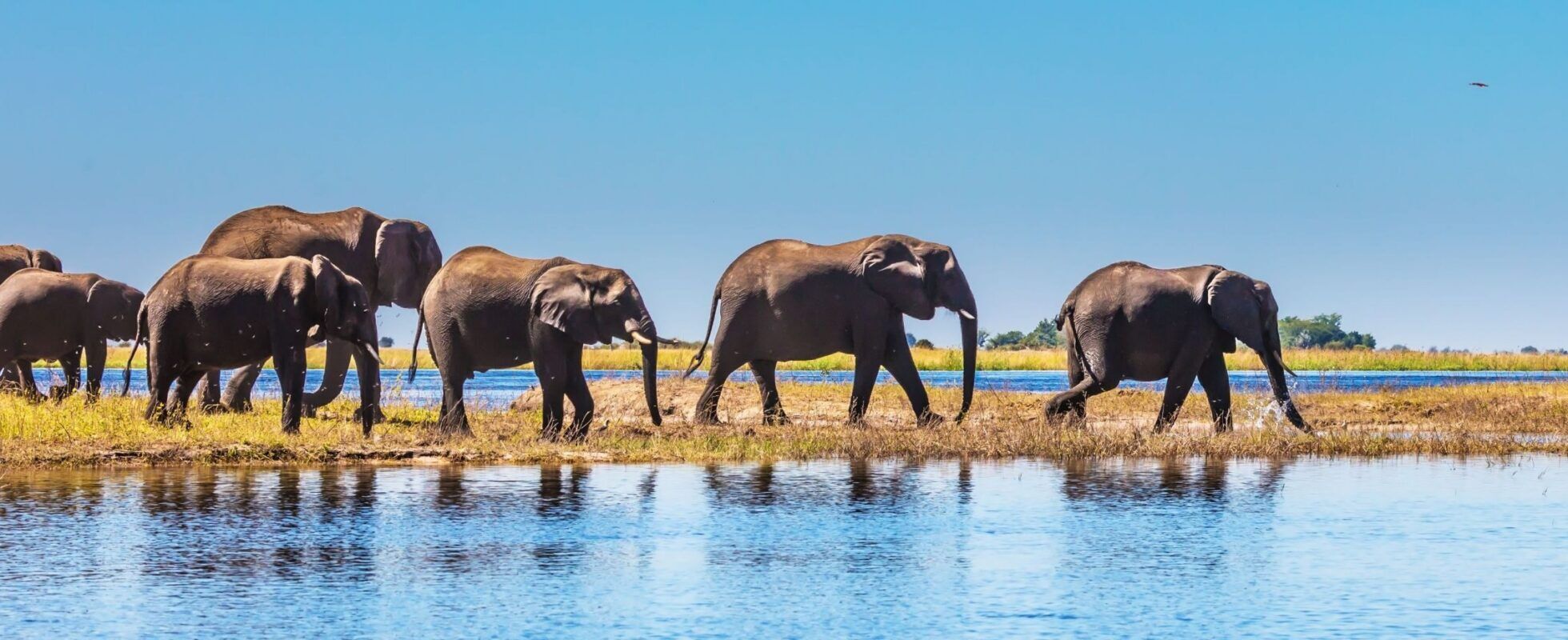 Elephants walking behind each other at the blue river of Chobe