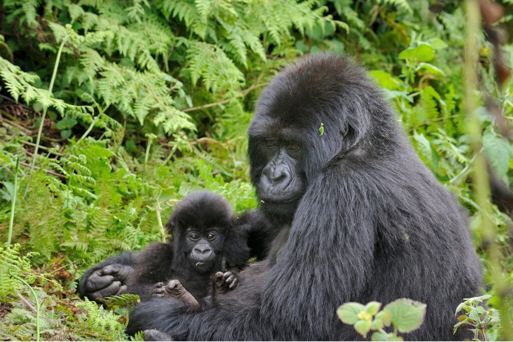 Gorille femelle et son petit