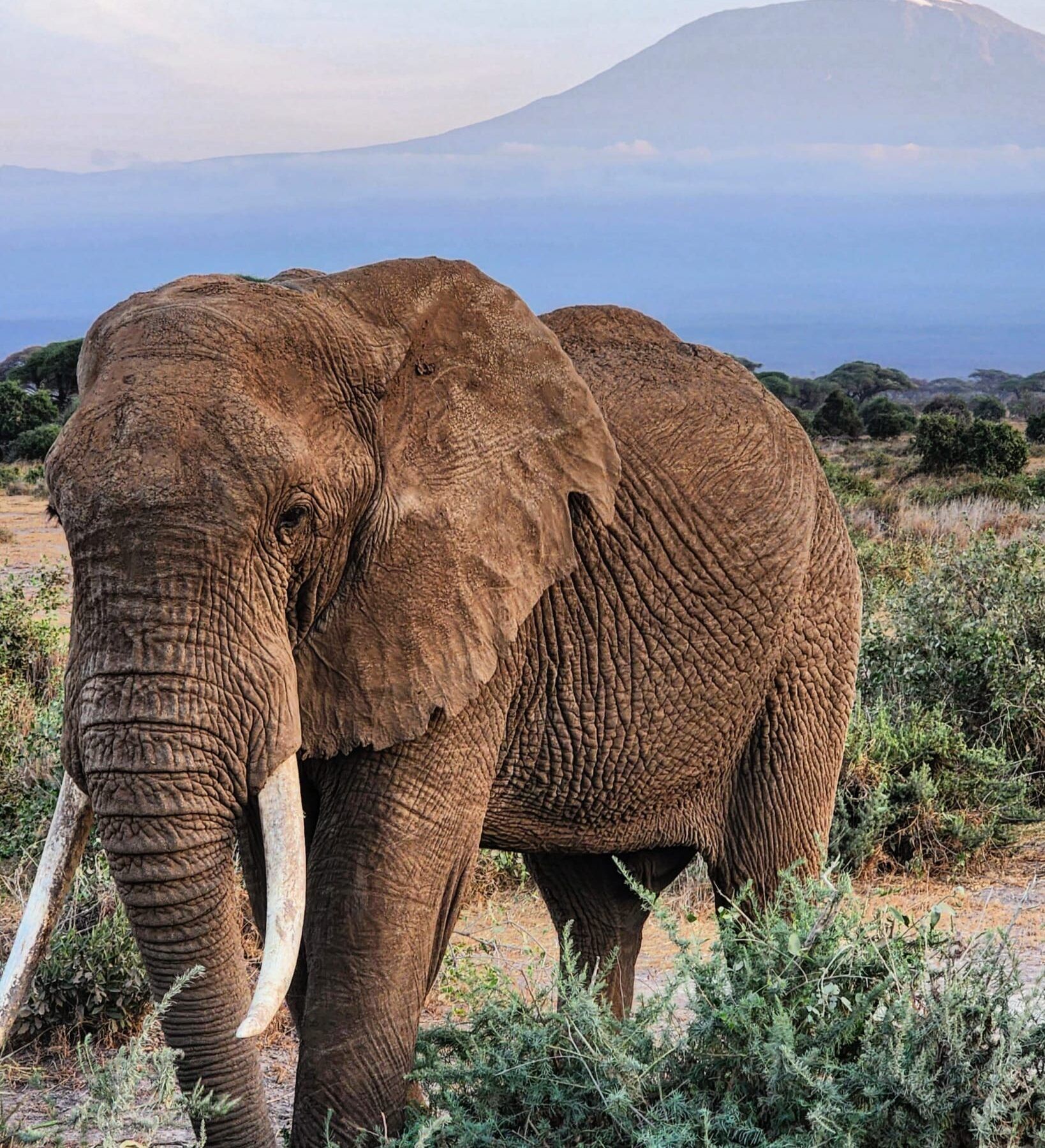 Éléphant pendant un safari au Kenya