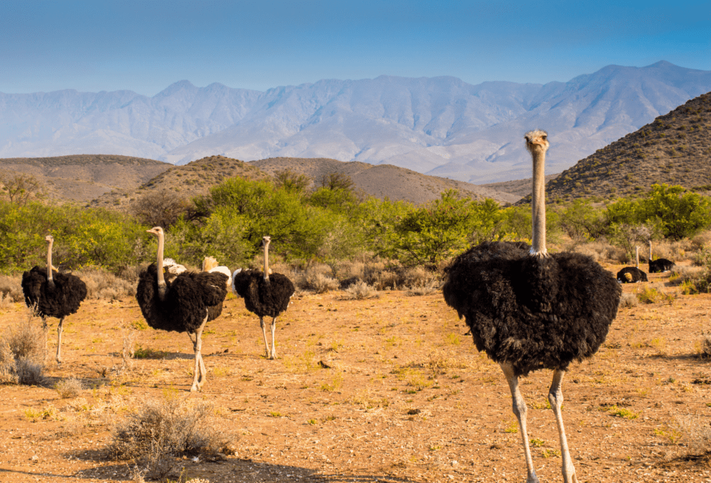 Quatre autruches alignées avec des montagnes en arrière-plan