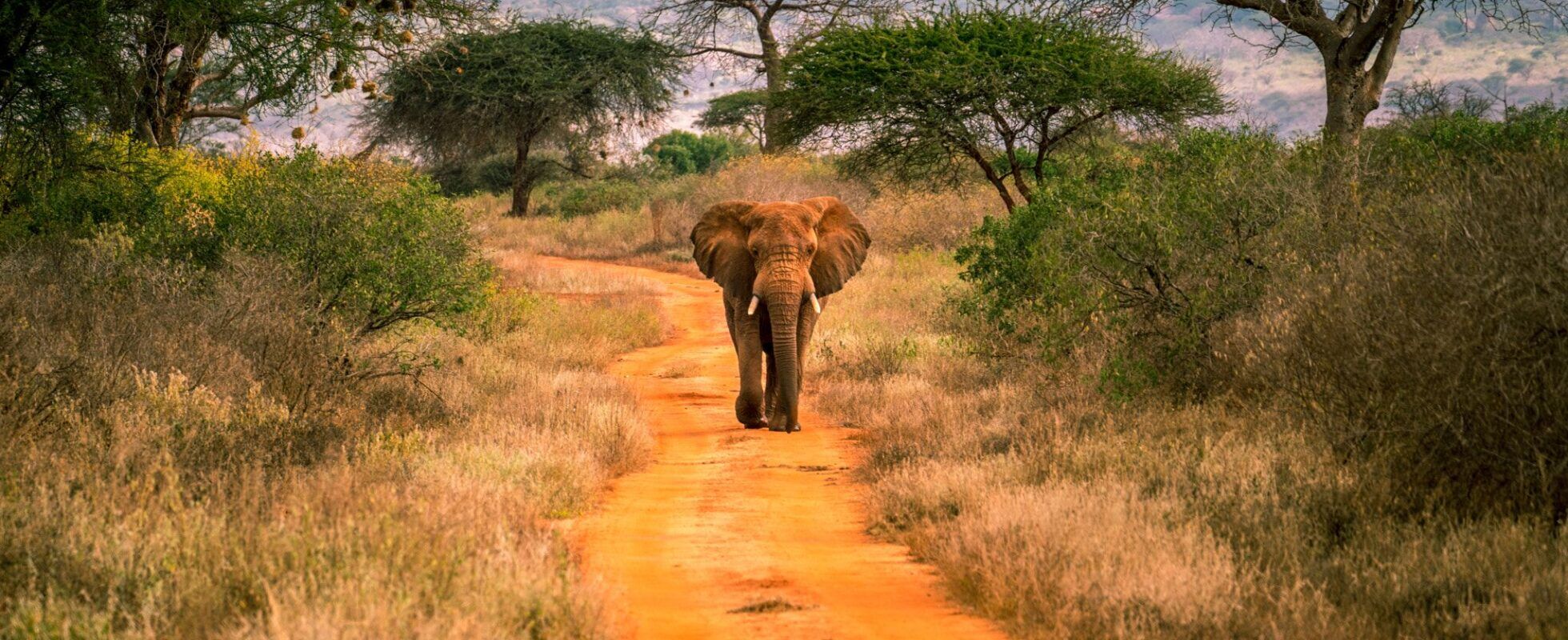 Tsavo West National Park