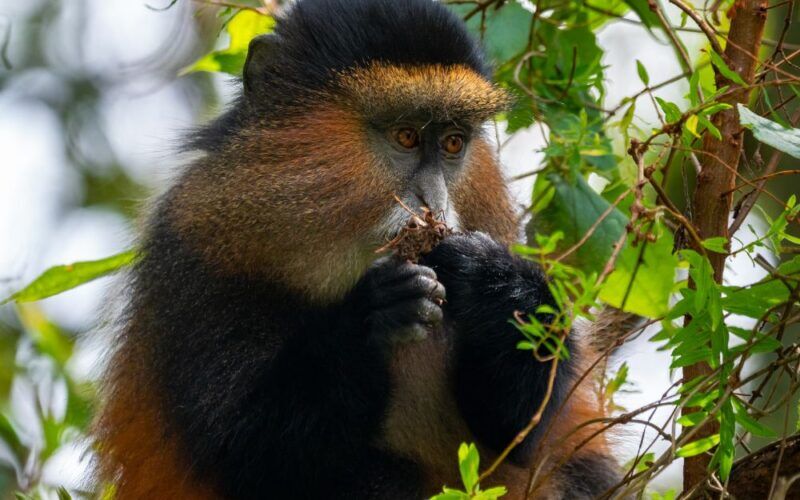 Singe doré du parc national des gorilles de Mgahinga