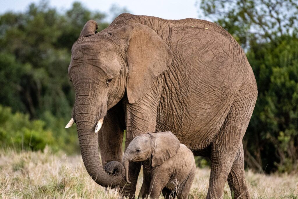 Quels animaux sauvages sont présents en Ouganda ? Les éléphants font partie des animaux les plus populaires lors d'un safari
