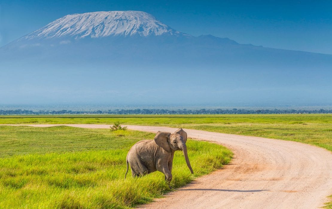 Éléphant traversant la route