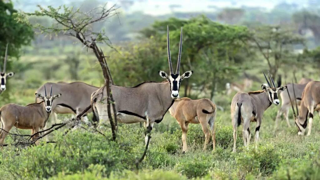 Samburu pendant un safari