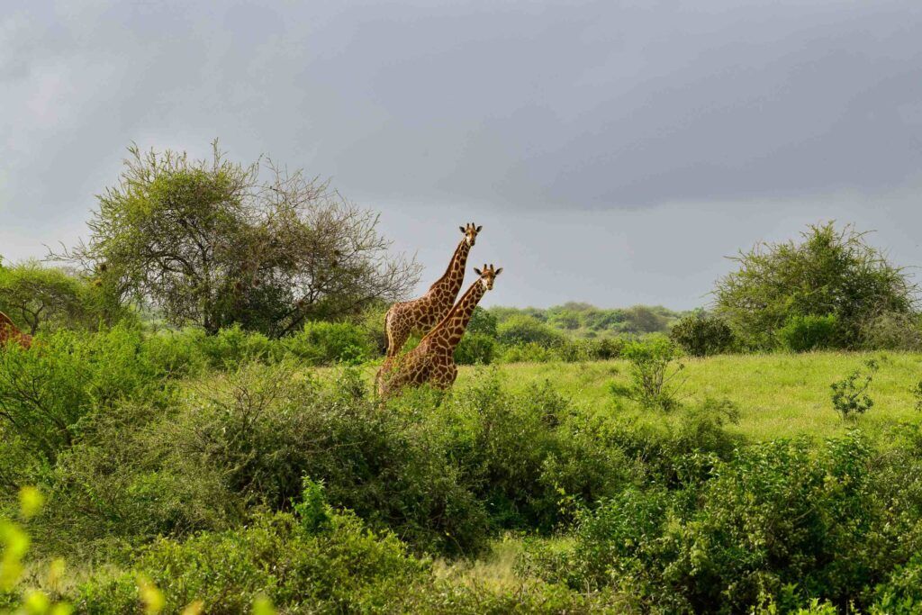 Quand partir au Kenya pour observer les girafes