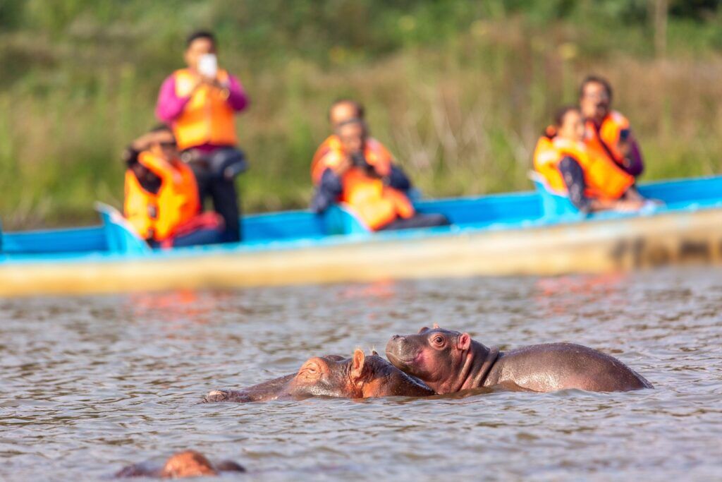 hippopotame lac Ouganda