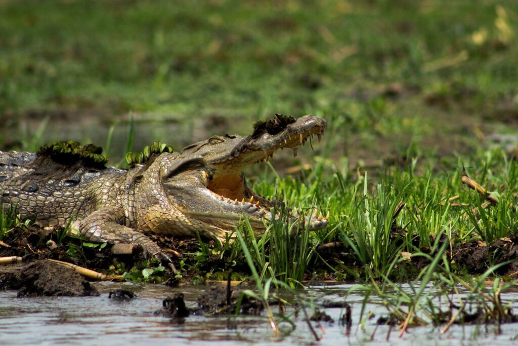 Un crocodile aux chutes de Murchinson au coucher du soleil