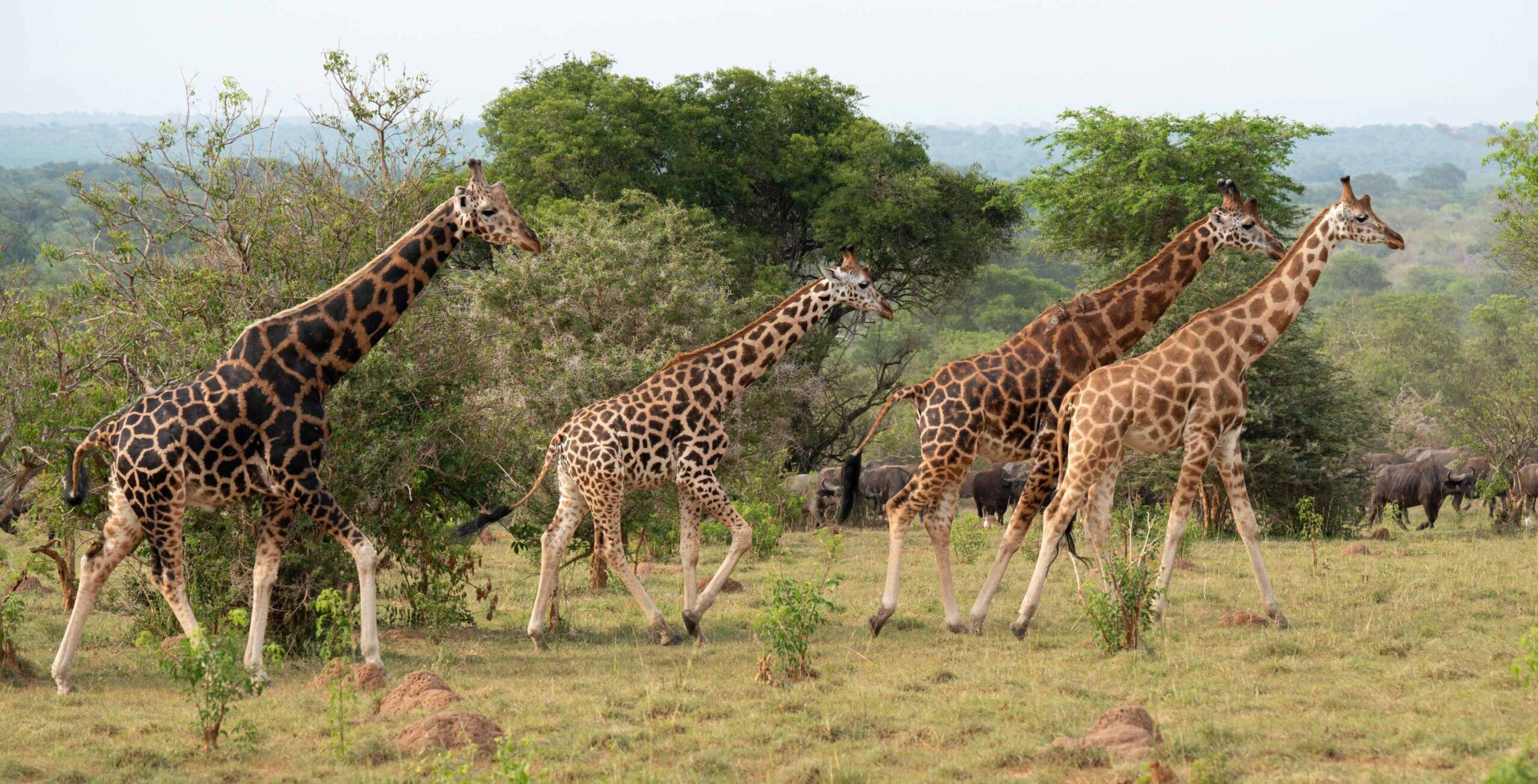 Safari en jeep dans le parc national de Murchison Falls