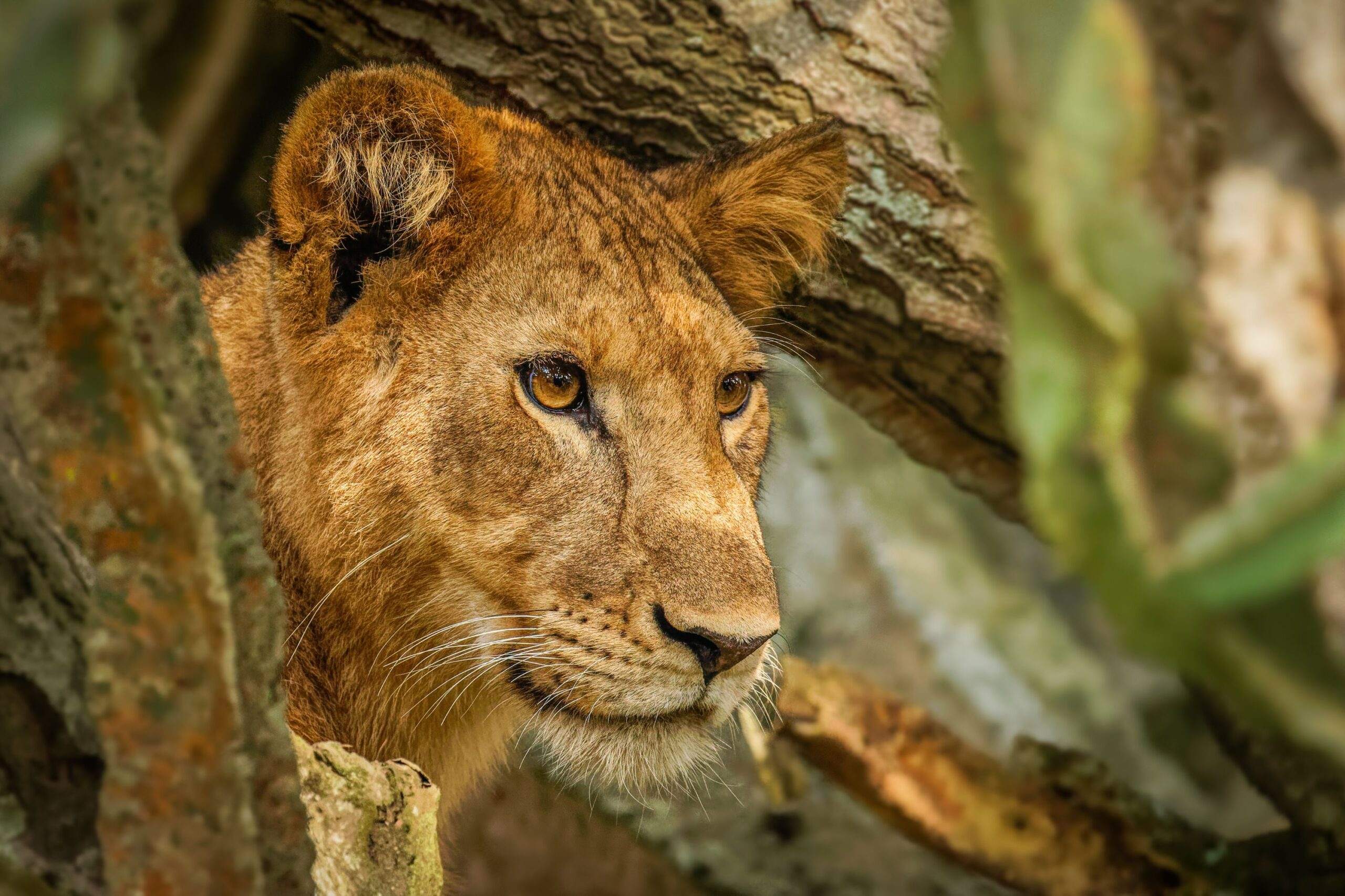 Safari en jeep dans le parc national Queen Elizabeth