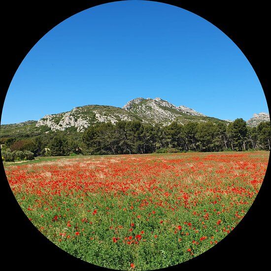 TitAlpilles