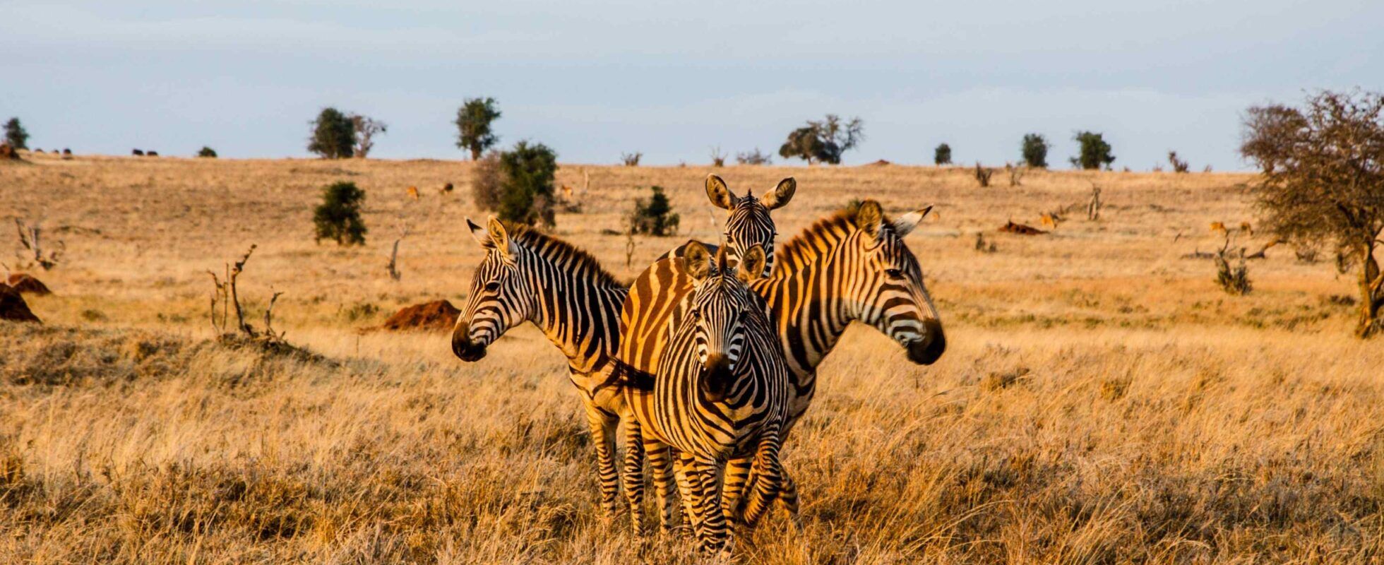 Quatre zèbres se tenant en cercle pendant l’heure dorée dans le parc national de Tsavo Ouest, au Kenya