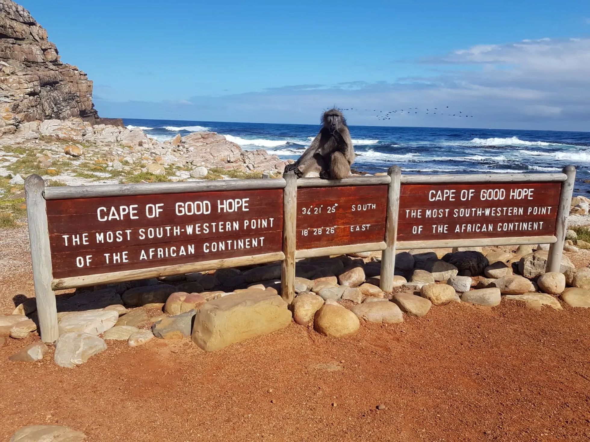 Cap de bonne espérance, Cape Point et les pingouins africains