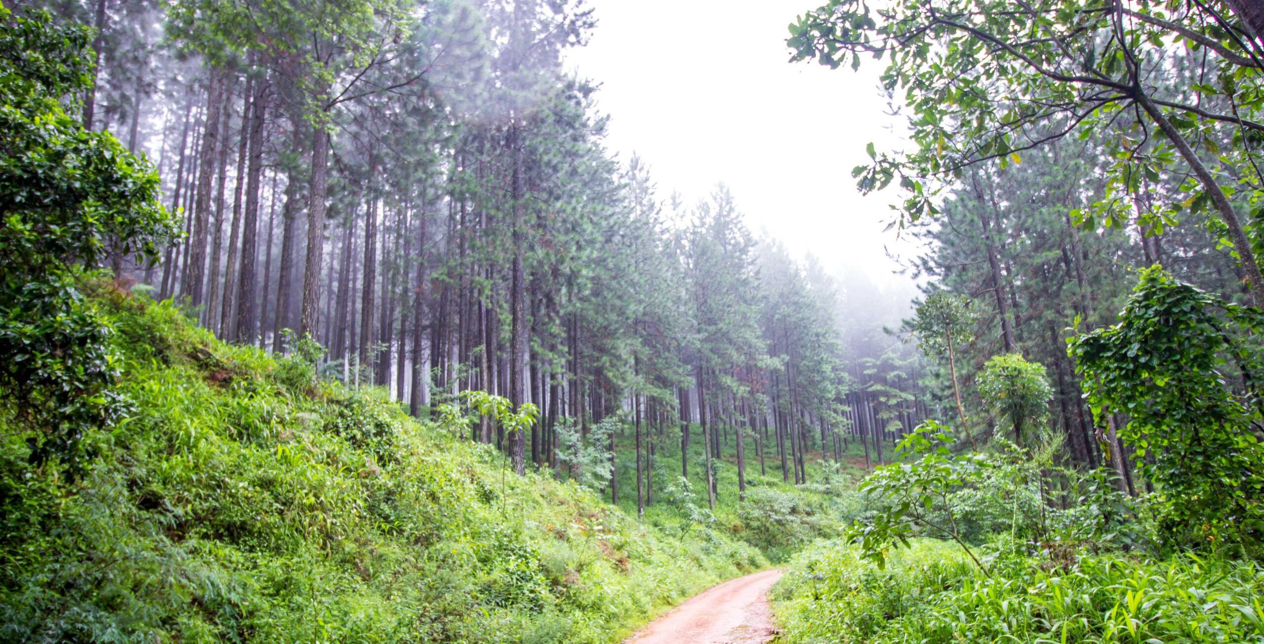 Trajet de Pilanesberg à Magoebaskloof