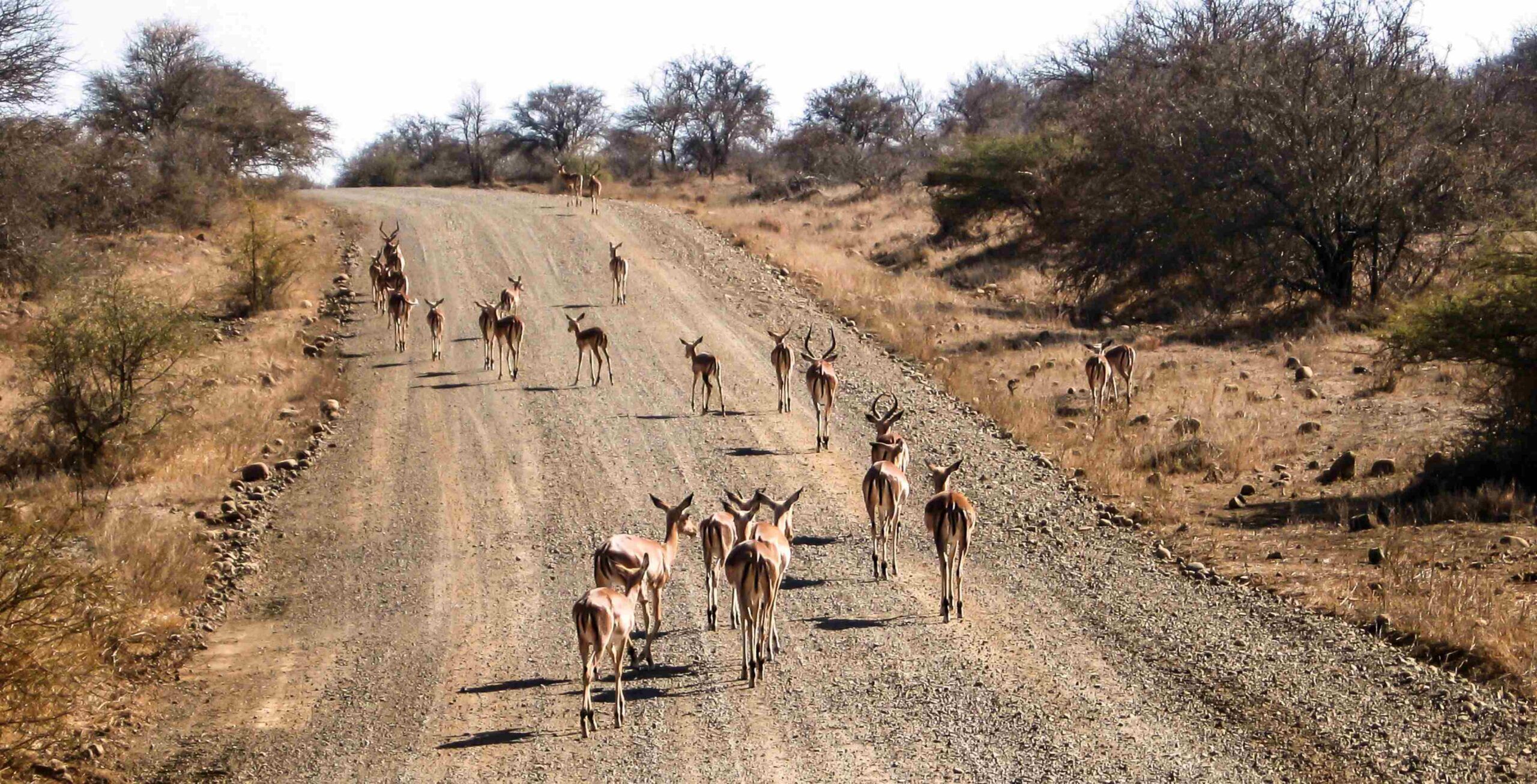 Trajet de Hoedspruit au parc national de Kruger - Orpen Gate