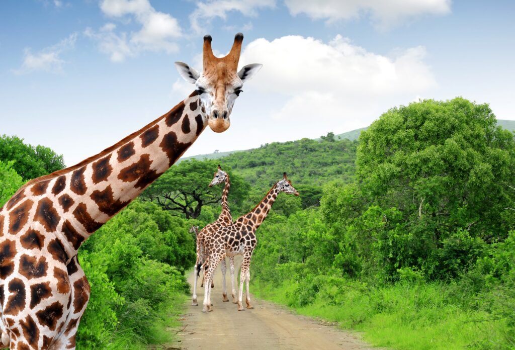Trois girafes sur une route au milieu de la verdure