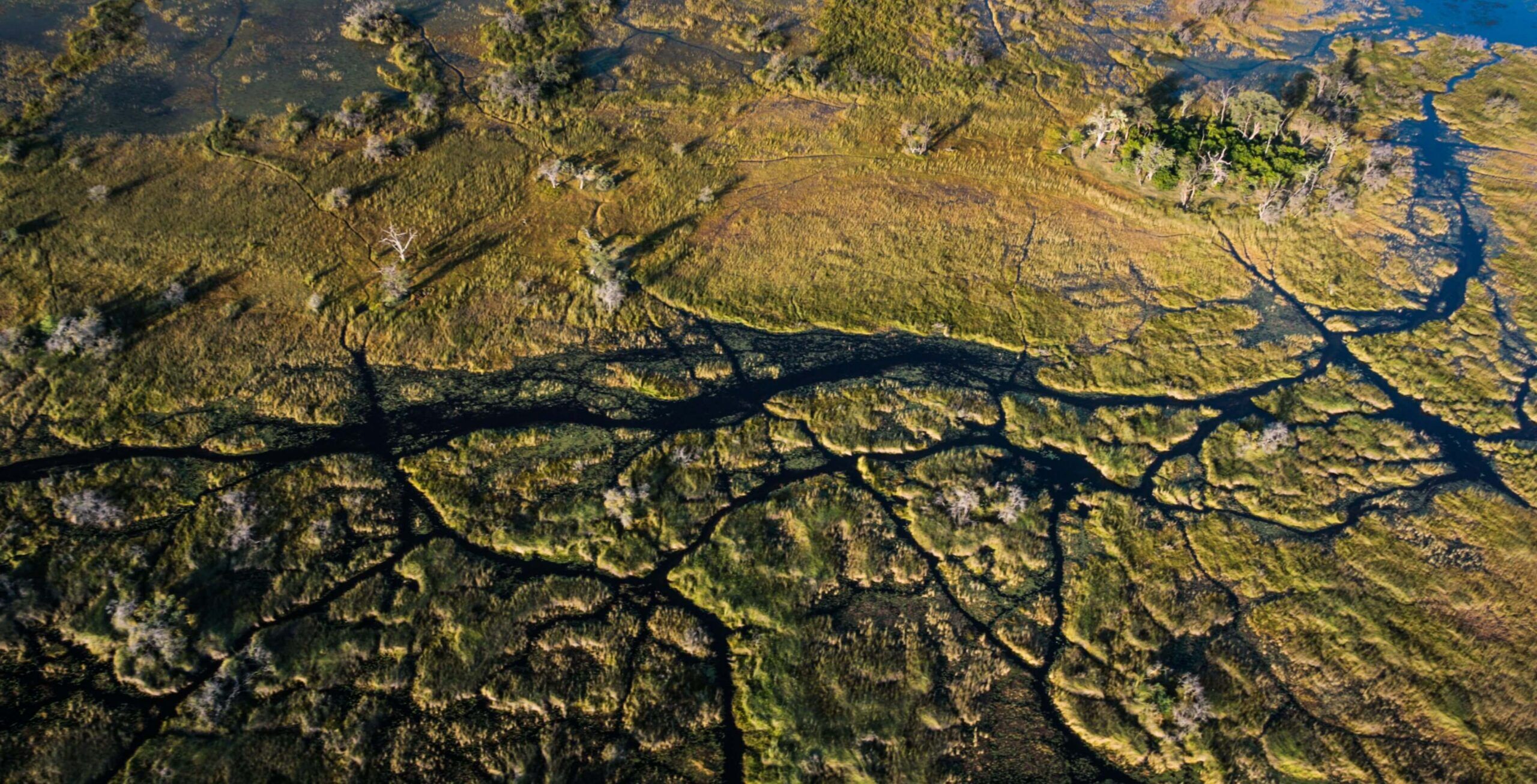 Le magnifique delta de l'Okavango
