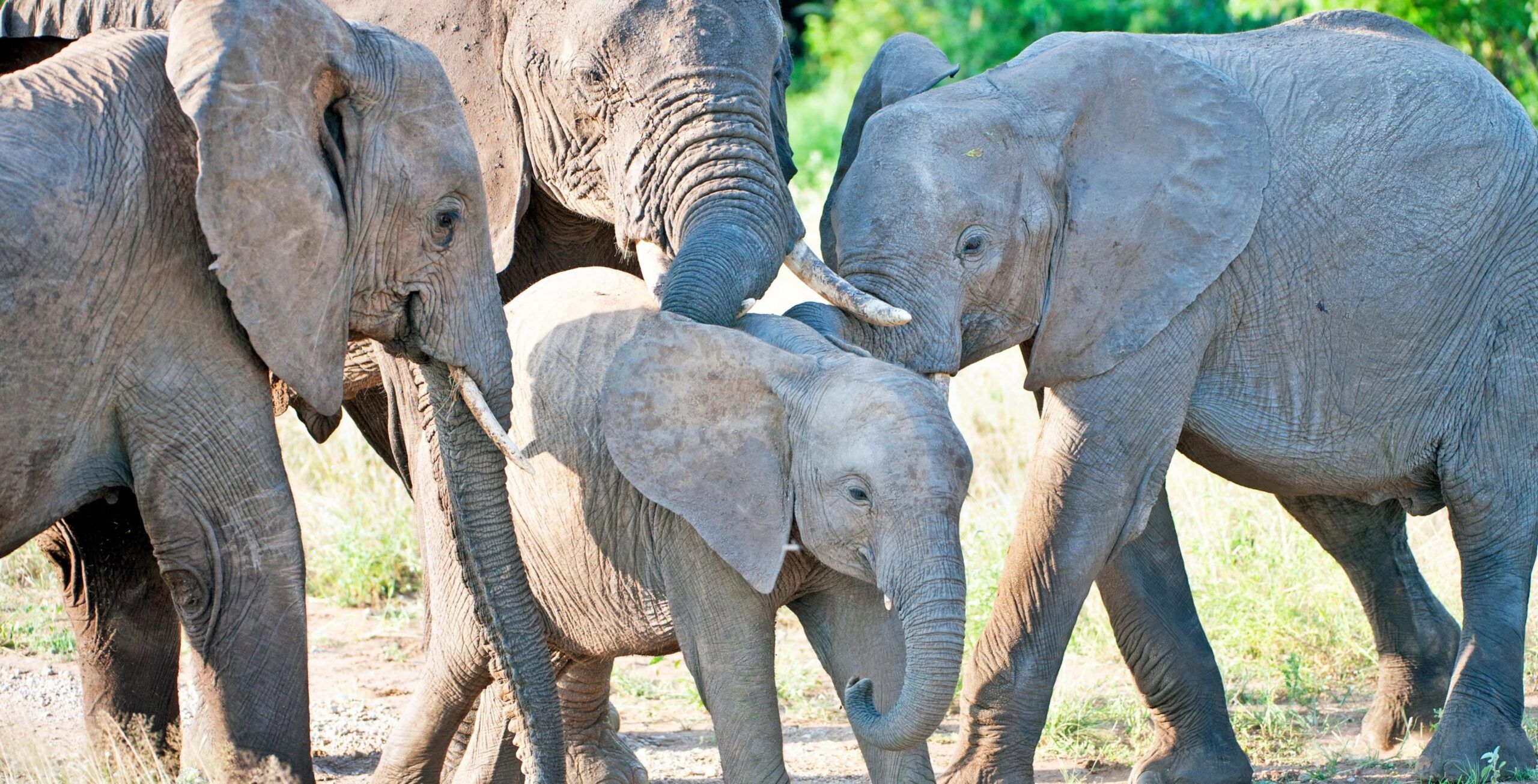 Réserve nationale du Samburu
