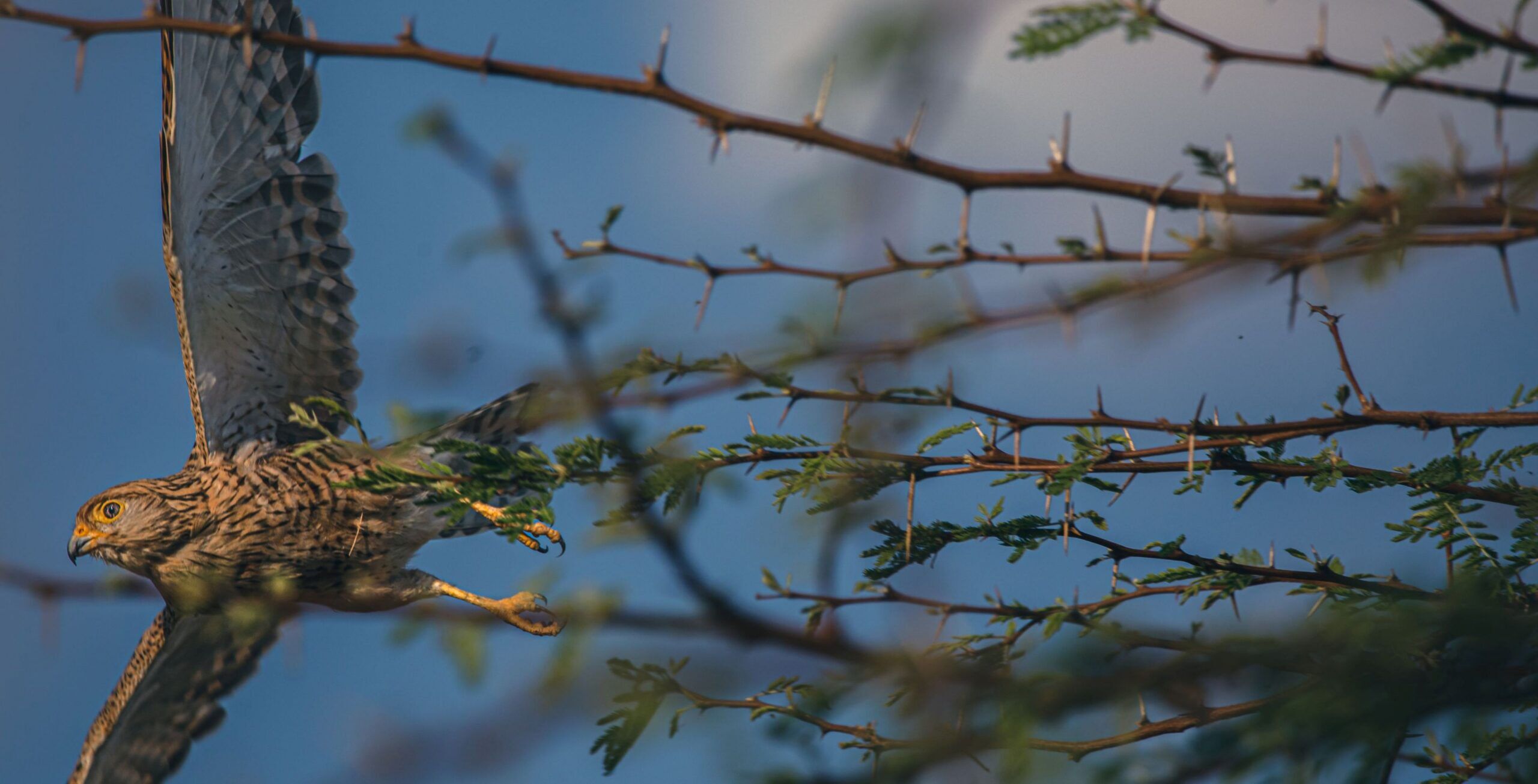 Visitez le sanctuaire des oiseaux de Nata.