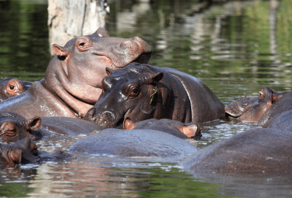 Les hippos dans l'eau